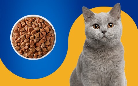 Pet pride top wet dog food