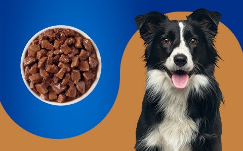 Pet pride puppy food sale