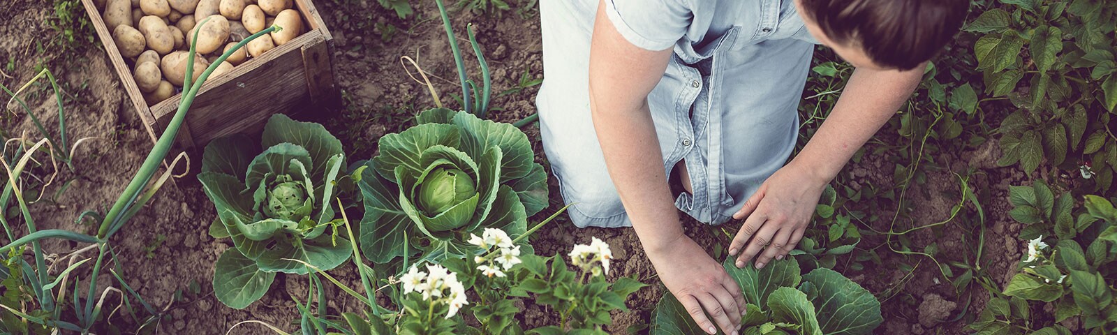 Woman sitting and gardening produce Woman sitting and gardening produce