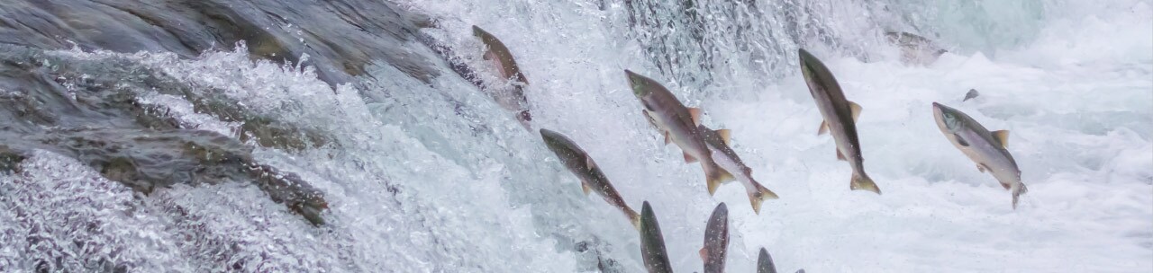 Salmon jumping Salmon jumping